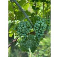 Riesling Weinberg Heppenheim - 250,00 EUR Kaltmiete, ca.  0,00 m² in Alsheim (PLZ: 67577)