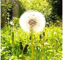 Einfamilienhaus mit 1000m2 Grundstück in Bestlage von Wangen - Wangen im Allgäu