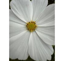 Einfamilienhaus mit Pool zum Kauf von privat - Hennef (Sieg)