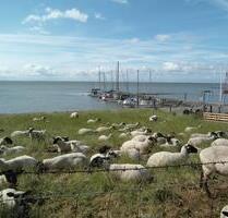 Ferienhaus am Nordseedeich last minute Weihnachten Hooksiel - Wilhelmshaven Fedderwardergroden