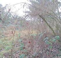 Koppel für Tierhaltung zu verpachten - Hanau Groß-Steinheim