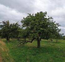 Obstgarten in Gießen-Wieseck zu verpachten