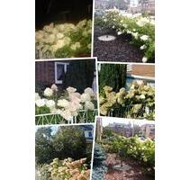 3-Zimmer-Wohnung - 1.200,00 EUR Kaltmiete, in Elmshorn (PLZ: 25335)