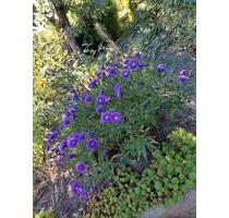 Pachtgarten - 4.999,00 EUR Kaltmiete, ca.  0,00 m² in Templin (PLZ: 17268)