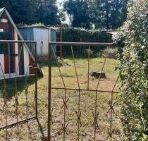 KleingartenPachtgarten mit massivem Bungalow, 400 qm - Peitz