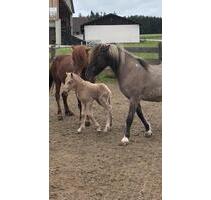 3 Zimmerwohnung mit Islandpferden - Massing