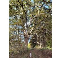 345,00 EUR Kaltmiete, ca.  60,00 m² in Wittenburg (PLZ: 19243)