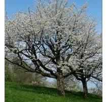 Garten mit Kirschbäume zu Verpachten - Remshalden