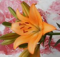 Gemütliches Wohnung mit Balkon zu sofort zu vermieten an EP - Osnabrück Gretesch