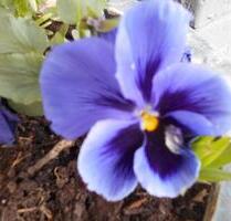 Gemütliches Apartment in ruhiger Lage zu sofort zu vermieten - Osnabrück Gretesch