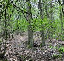 Grundstück, Waldfläche oberhalb der Mosel, Hang, Bruttig, Fankel, Freizeit, Hobby - Bruttig-Fankel