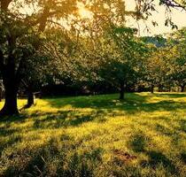 Wochenendgrundstuck - 85,00&nbsp;EUR Kaltmiete, ca.&nbsp; 0,00&nbsp;m&sup2; in Kirkel (PLZ: 66459)