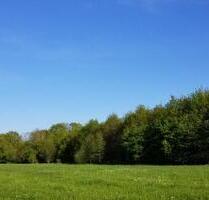 2 ha Waldgrundstück Wald Laubwald Jungwald in der Region Hannover - Neustadt am Rübenberge
