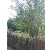 Pachtgarten abzugeben - 3.500,00 EUR Kaltmiete, ca.  0,00 m² in Weida (PLZ: 07570)