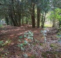 großes, verwildertes Gartengrundstück Niederdorfelden