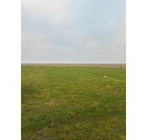 Grünland pachten - 300,00&nbsp;EUR Kaltmiete, ca.&nbsp; 0,00&nbsp;m&sup2; in Sankt Peter-Ording (PLZ: 25826)