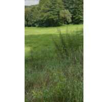 Wiesenfläche mit Bachlauf am Waldrand von Hofen - Runkel