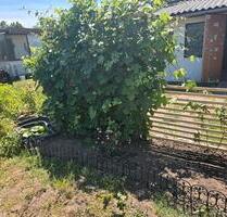 garten abzugeben - 550,00 EUR Kaltmiete, ca.  0,00 m² in Halle (Saale) (PLZ: 06124) Halle-Neustadt