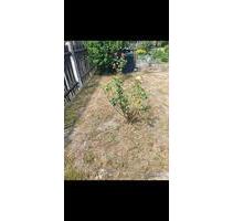 kleine garten - 1.500,00 EUR Kaltmiete, ca.  0,00 m² in Leipzig (PLZ: 04329) Ost