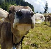 Ferienwohnung Allgäu ⛰‍‍FREI ab 21.08.25✏⛰‍‍‍5km v.Oberstdorf⛰‍‍‍ - Sonthofen