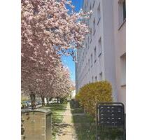 Wo das Leben so spielt - interessante 3-Zimmer-Wohnung - Dresden Blasewitz