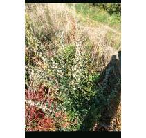 Erholungsgarten landwirtschaftliche I Streuobstwiese Garten - Groß-Gerau