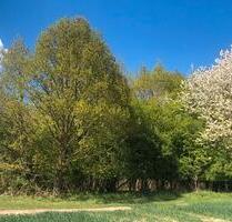 Laubwald EicheBuche 4,4ha mit Teichen - Itzstedt