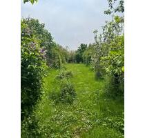 Gartengrundstück in den Gschnaidtwiesen bei Korntal zu verpachten - Korntal-Münchingen
