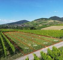 Grundstück, Wiese, Acker, Freizeitgrundstück in Bühl