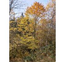 Anwesen mit Jungwald im Bayrischen Wald - Fürstenstein