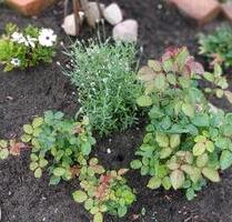 Garten schöner großer Pachtgarten im Kleingartenverein Rathenow - Berlin Spandau