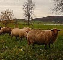Mini Hofgemeinschaft mit Schafen - Frielendorf
