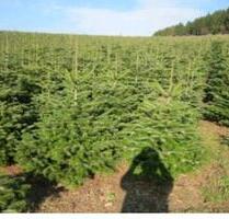 Fläche für Weihnachtsbäume zu verpachten - Eslohe (Sauerland)