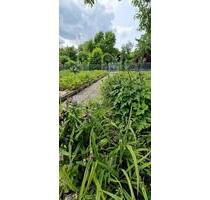 Kleingarten - 2.800,00 EUR Kaltmiete, ca.  0,00 m² in Wolfsburg (PLZ: 38440)