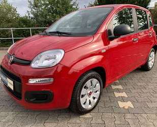Fiat Panda Gebrauchtwagen