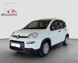 Fiat Panda Gebrauchtwagen