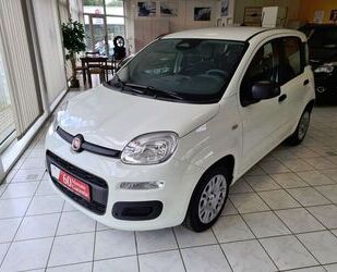 Fiat Panda Gebrauchtwagen