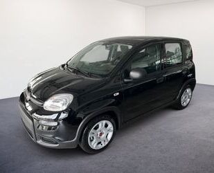 Fiat Panda Gebrauchtwagen