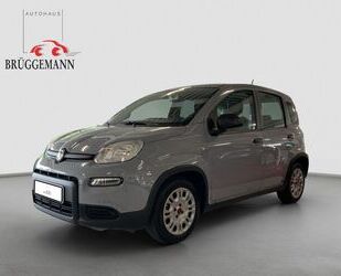 Fiat Panda Gebrauchtwagen