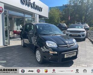 Fiat Panda Gebrauchtwagen