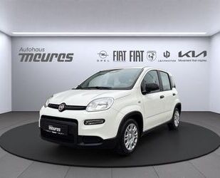 Fiat Panda Gebrauchtwagen