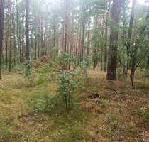 Waldrefugium mit Tiny-House-Potenzial – Naturparadies in der Schorfheide