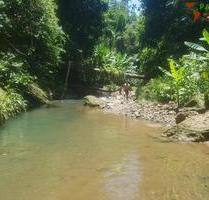 COSTA-RICA: Urwald Farm mit 31 ha Farm, Wasserquellen, Bächen bei Cahuita-Carbon - Costa Rica