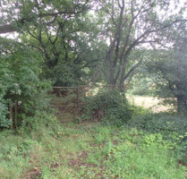 ungepflegte und ggf. belastete Holzungsfläche östlich von Bodenfelde