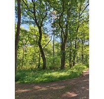 Waldflächen nahe Gifhorn - Kein Bauland