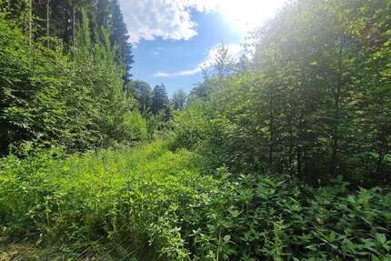 Grundstück in Tiefenbach 31.000,00 € 12440 m²