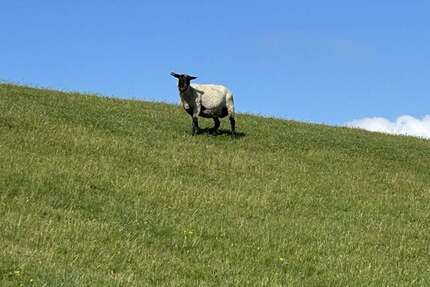 Wohnung zum Kaufen in Friedrichskoog 139.000,00 € 33.96 m²