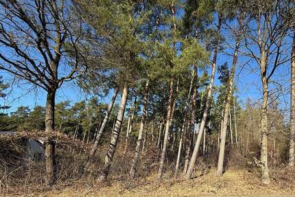 Naturnahes Waldgrundstück 