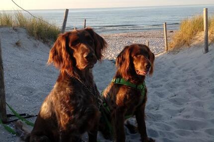 Schöne Ostsee-Ferienwohnung für 2-4 Personen, auch mit Hund - Leipzig Mitte