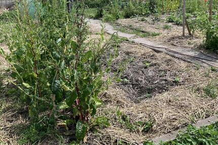 Gemüsegarten in Krefeld Fischeln, Oberbruchstr., ca. 150 qm